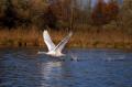 BRUNWASSER_envol cygne.jpg